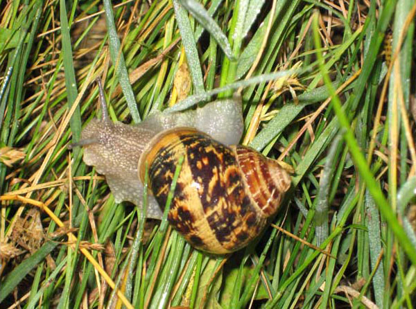 rio_invert_caracol-comun600x446