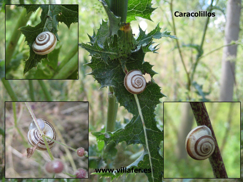 rio_invert_caracolillos800x600