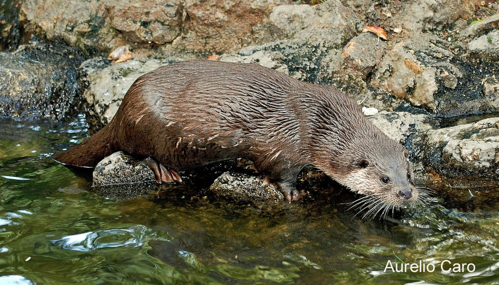 rio mmf nutria1000x571