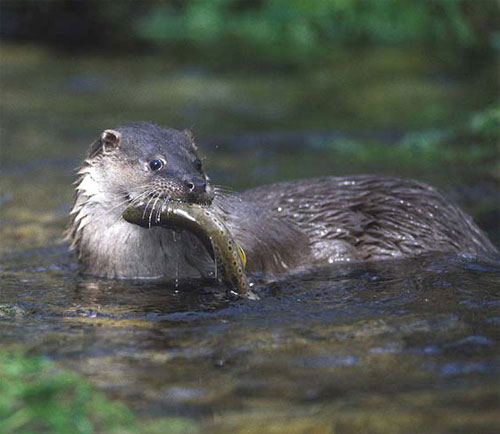 rio mmf nutria500x434