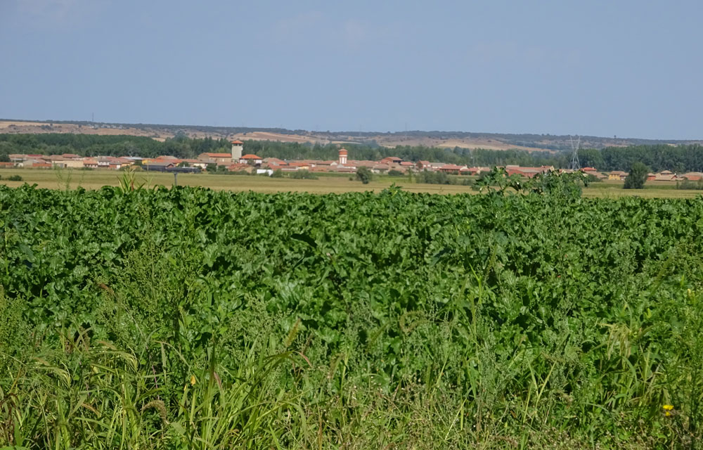campo1000x640