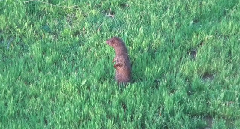 nutria-vison18