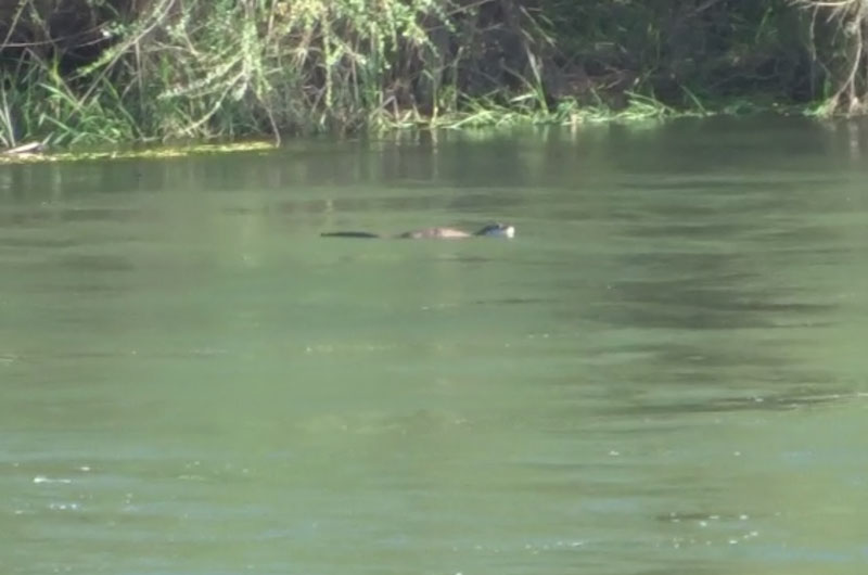 nutria18