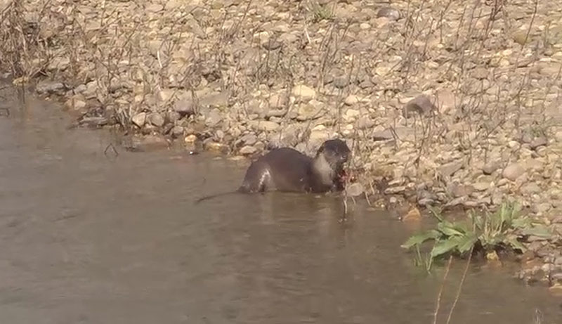 nutria19